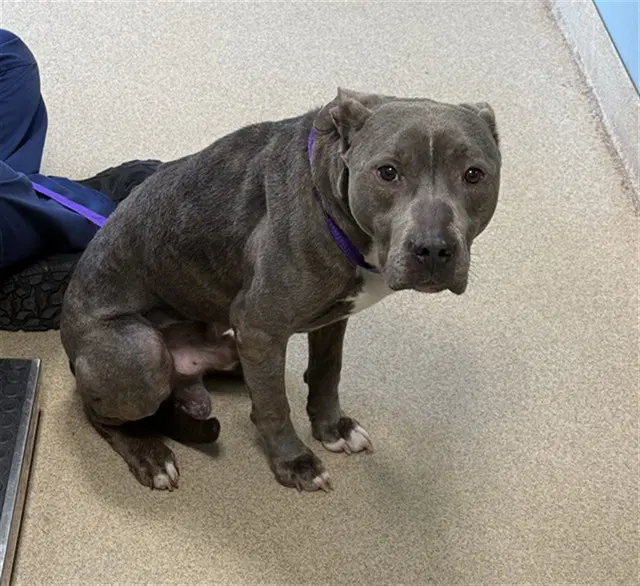 Ashe - Pit Bull Terrier