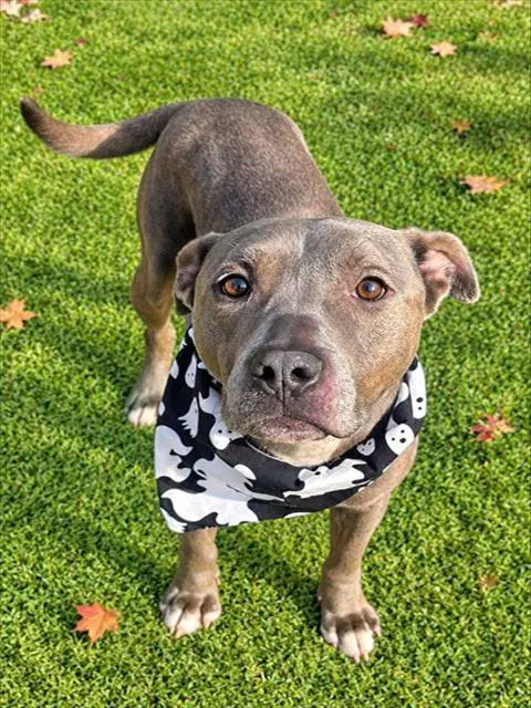 Ashe - Pit Bull Terrier