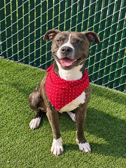 Mario - American Staffordshire Terrier