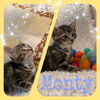 Monty