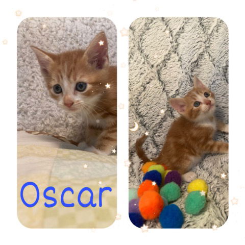 Oscar