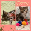 Ozzy