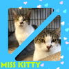 Miss Kitty