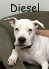 Diesel