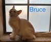 Bruce