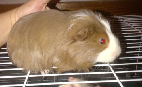 Guinea Pig 1