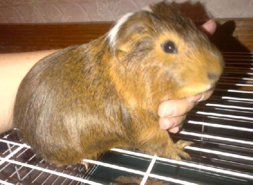 Guinea Pig 2