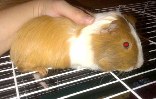 Guinea Pig 3