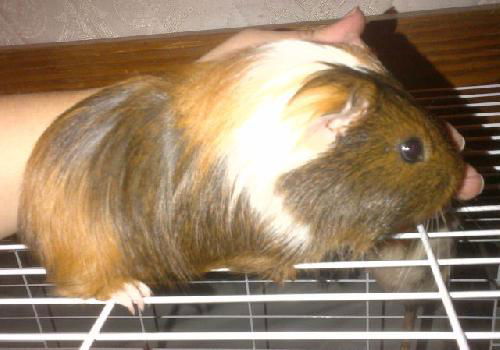 Guinea Pig 4