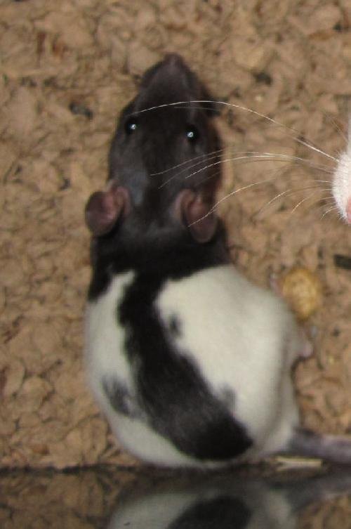 baby rat male with one black spot