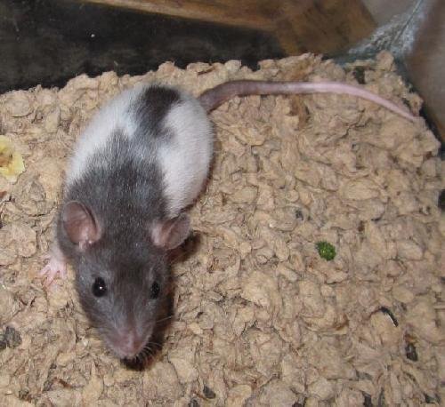 baby rat male itty bitty with spots