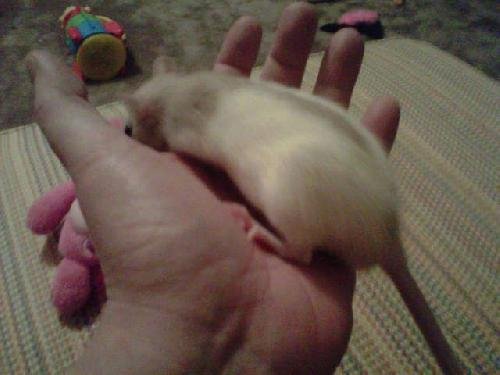 baby rat male tan and white