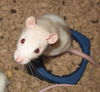 baby rat male tan and white