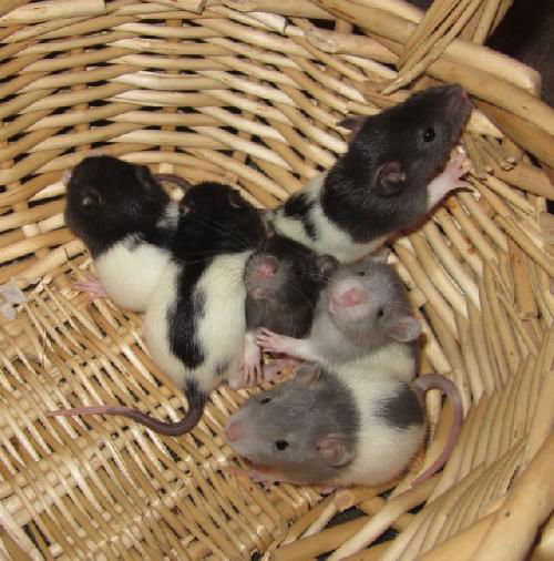 Gray and white female rat baby