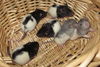 Black and white female rat baby