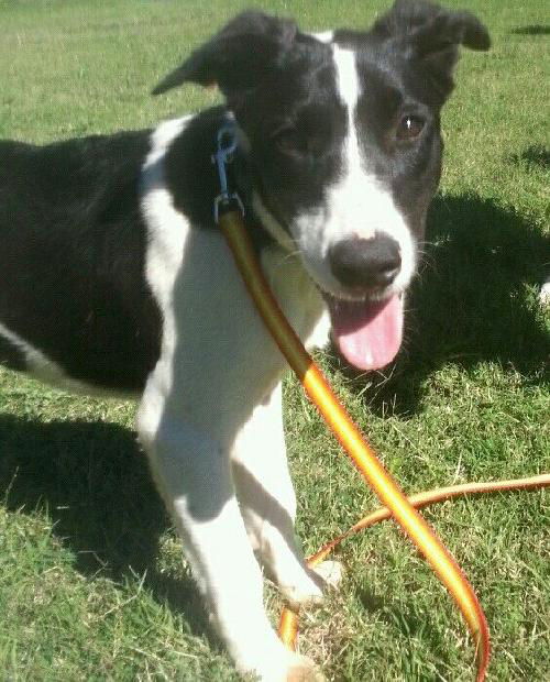 Rosco