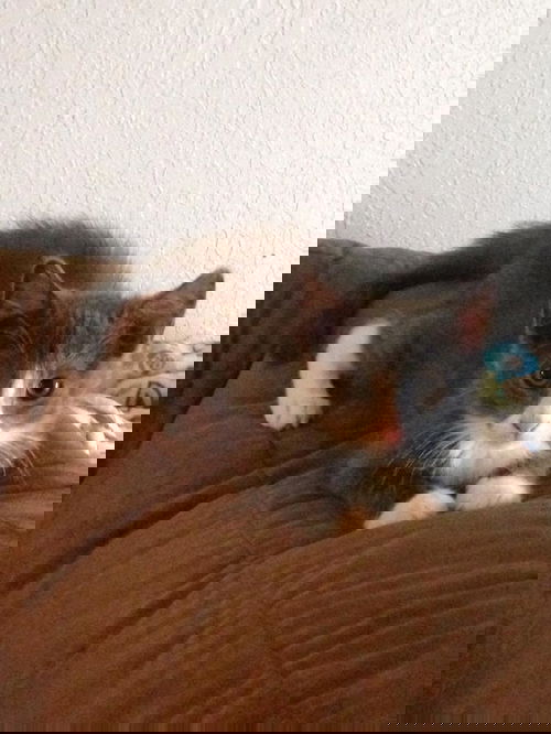 Gus 835