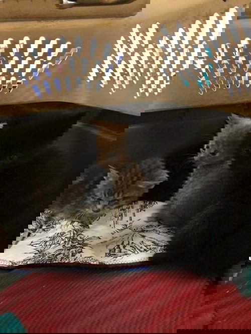 Hiro 1186