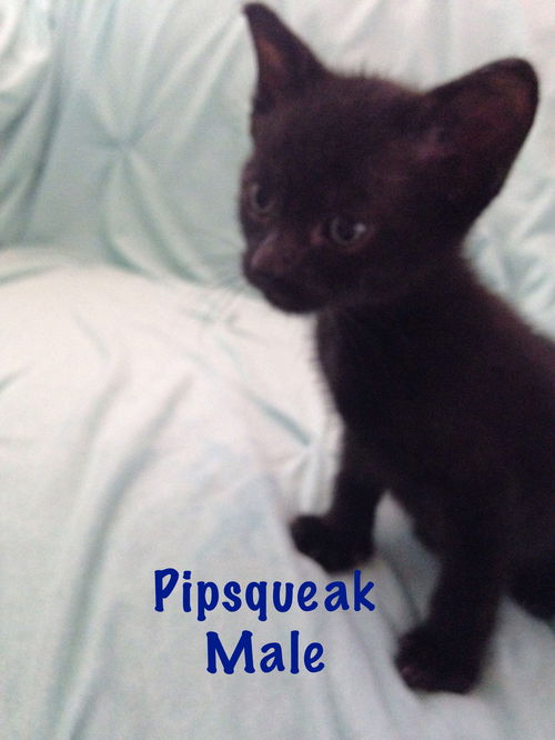 Pipsqueak 1226