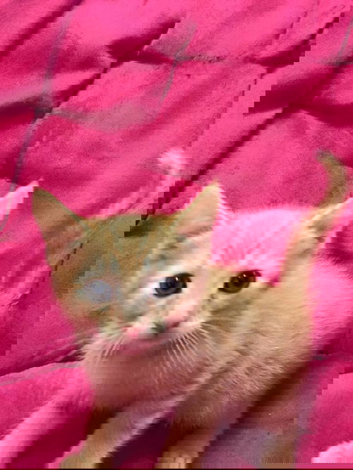 Garfield 1357