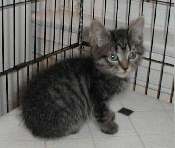 Sonny (male kitten)