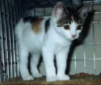 Annie Oakley (kitten)