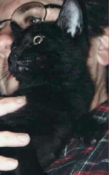 Sootie (male)