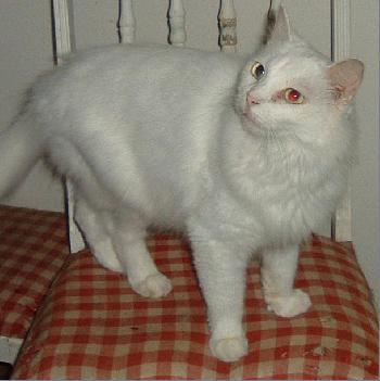 Snowy (male)