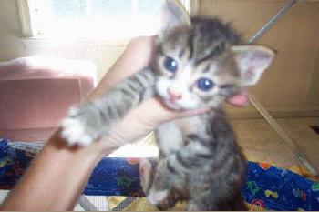 Steph kitten #1