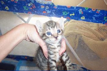 Steph kitten #2