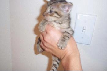 Steph kitten #2