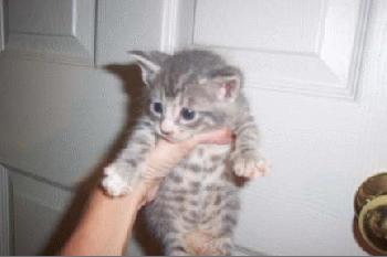 Steph kitten #4