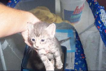 Steph kitten #5