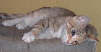 Sunshine (female)