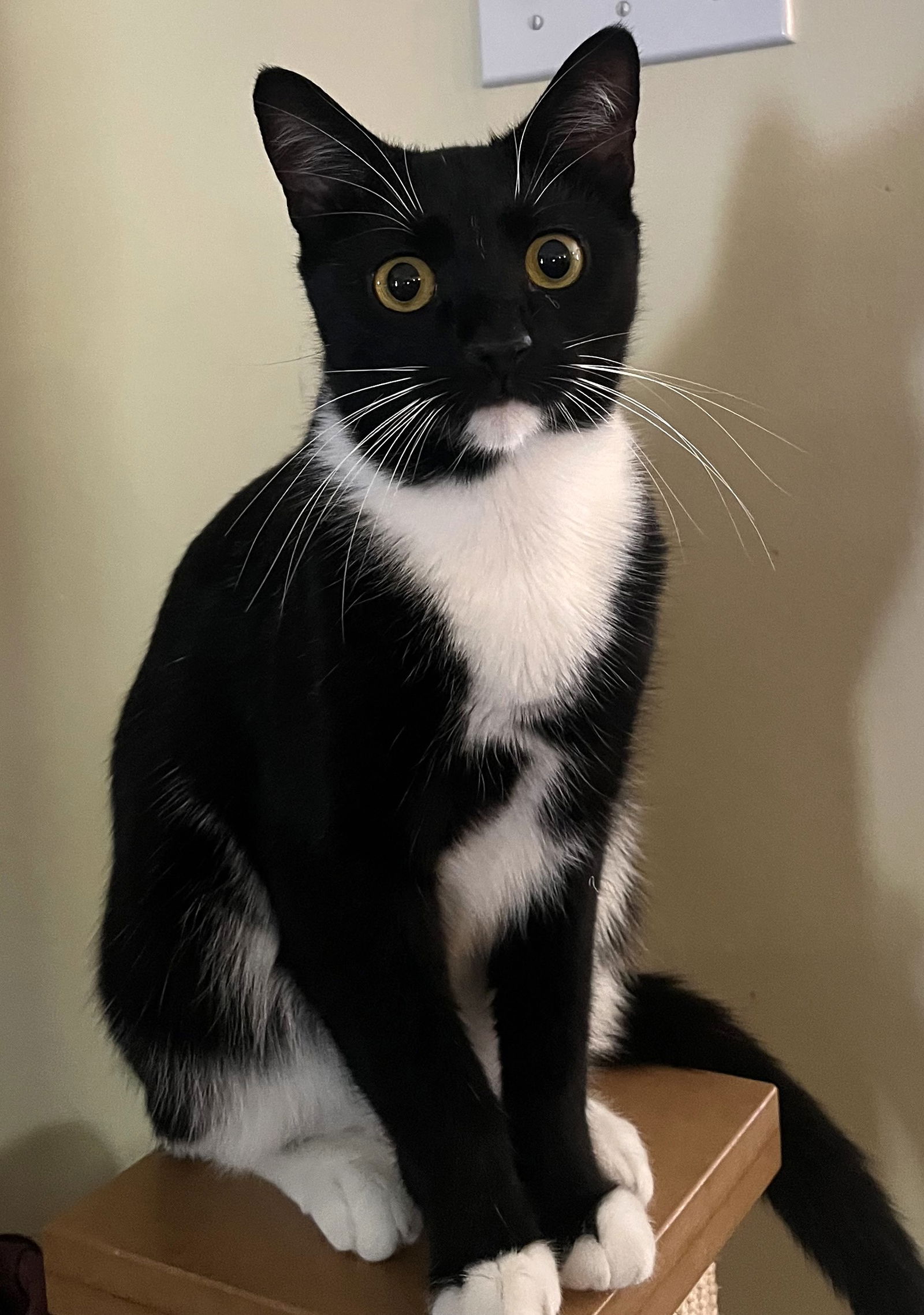 adoptable Cat in Catonsville, MD named Billie (female)