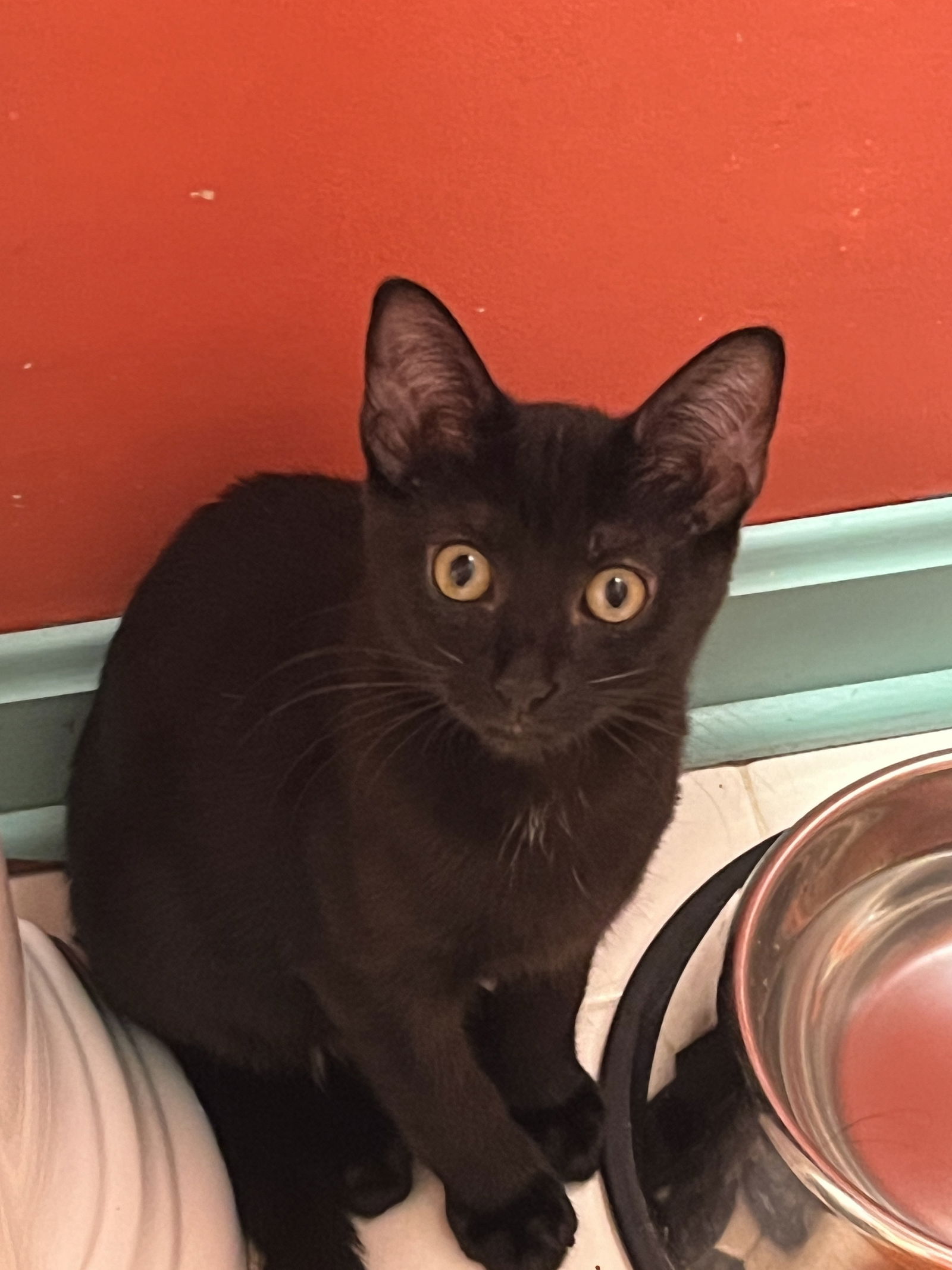 adoptable Cat in Catonsville, MD named Binx