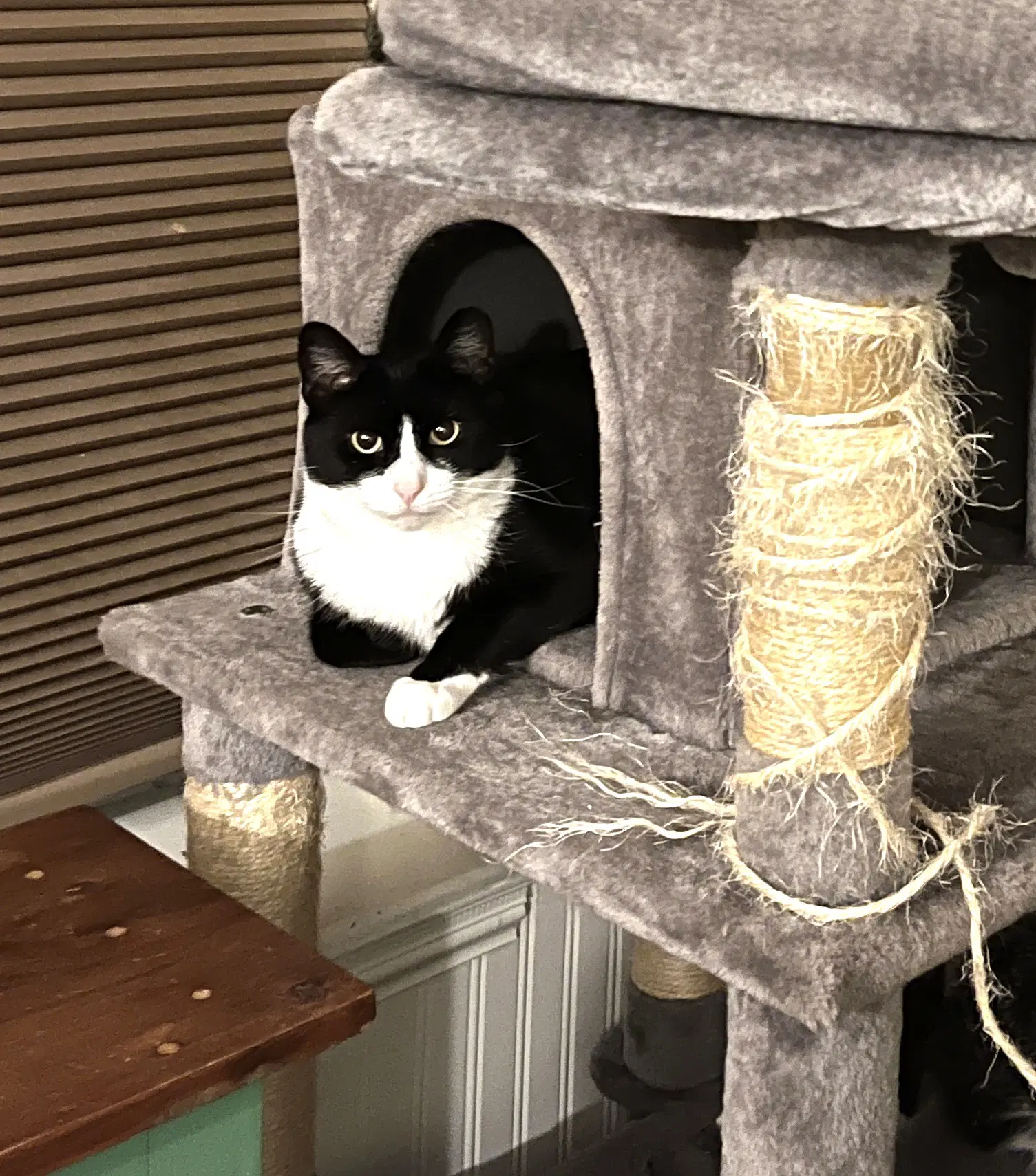 Humphrey - Domestic Short Hair