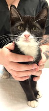 Peanut