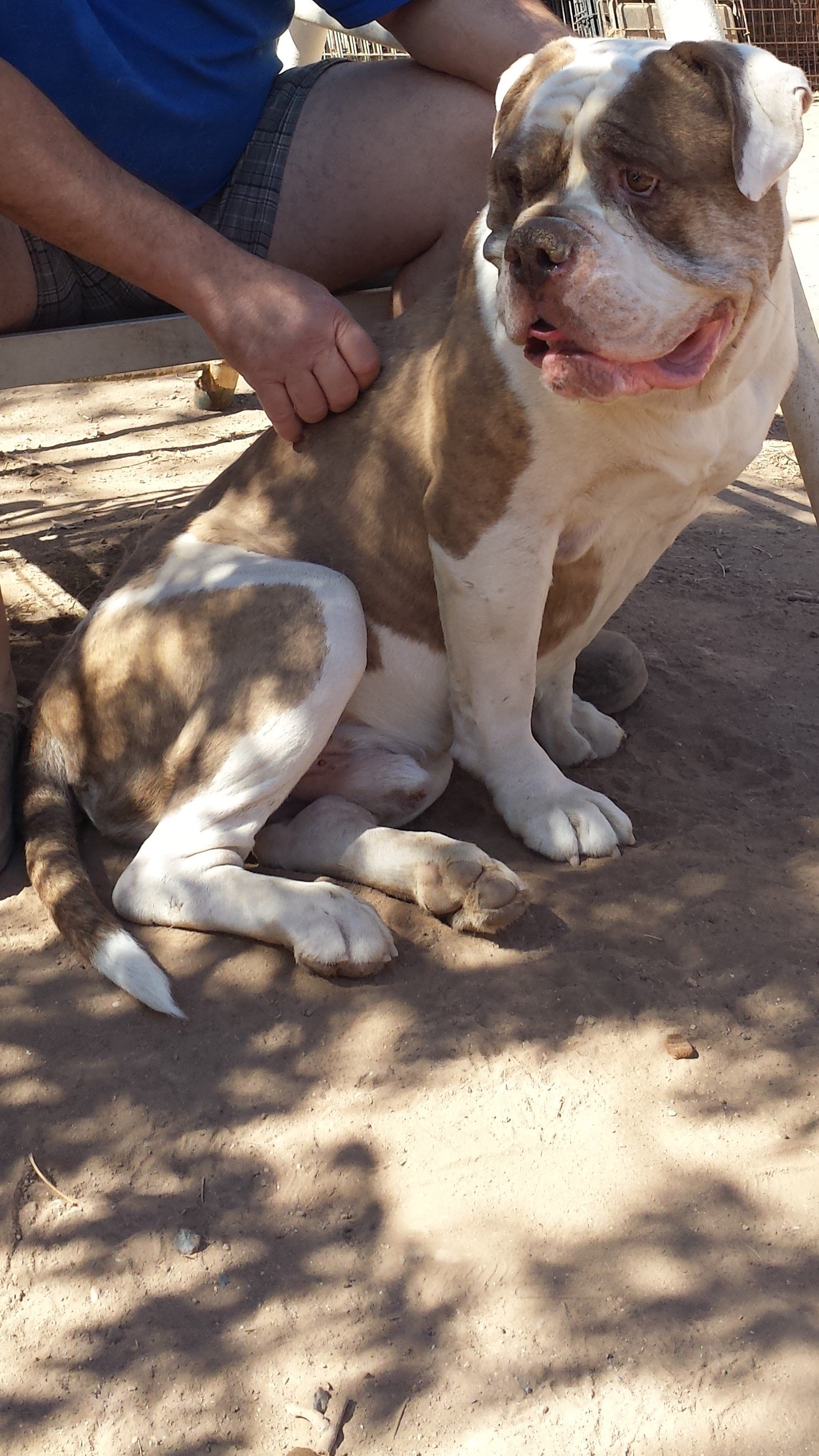 adoptable Dog in Phoenix, AZ named Duke