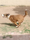 adoptable Dog in Phoenix, AZ named Cam