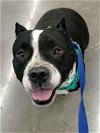 adoptable Dog in , AZ named Jewel