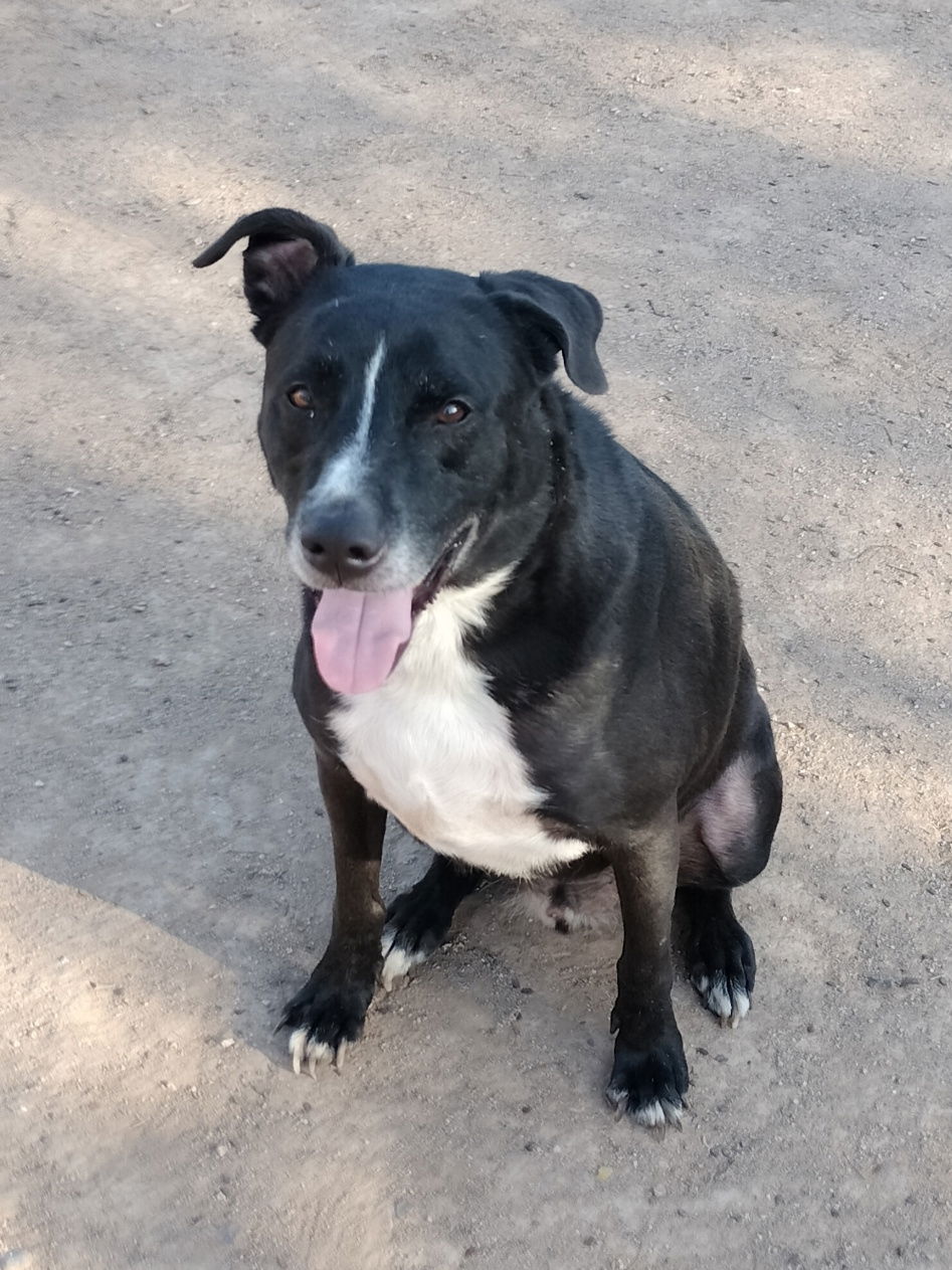 adoptable Dog in Phoenix, AZ named Max