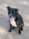 adoptable Dog in phoenix, AZ named Max