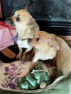 adoptable Dog in  named Timothy and Little Buddy