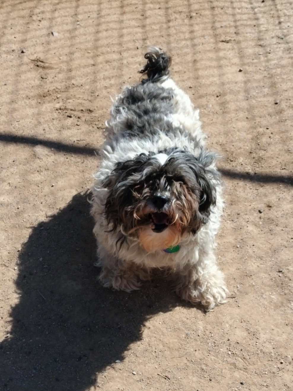 Dog for Adoption Austin, a Shih Tzu in Black Canyon City, AZ Alpha Paw