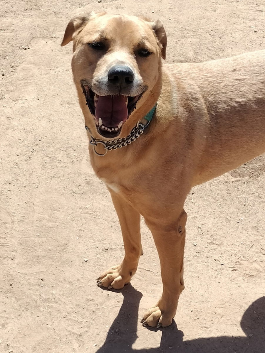 adoptable Dog in Phoenix, AZ named Fitch