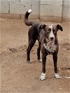 adoptable Dog in phoenix, AZ named Bubba