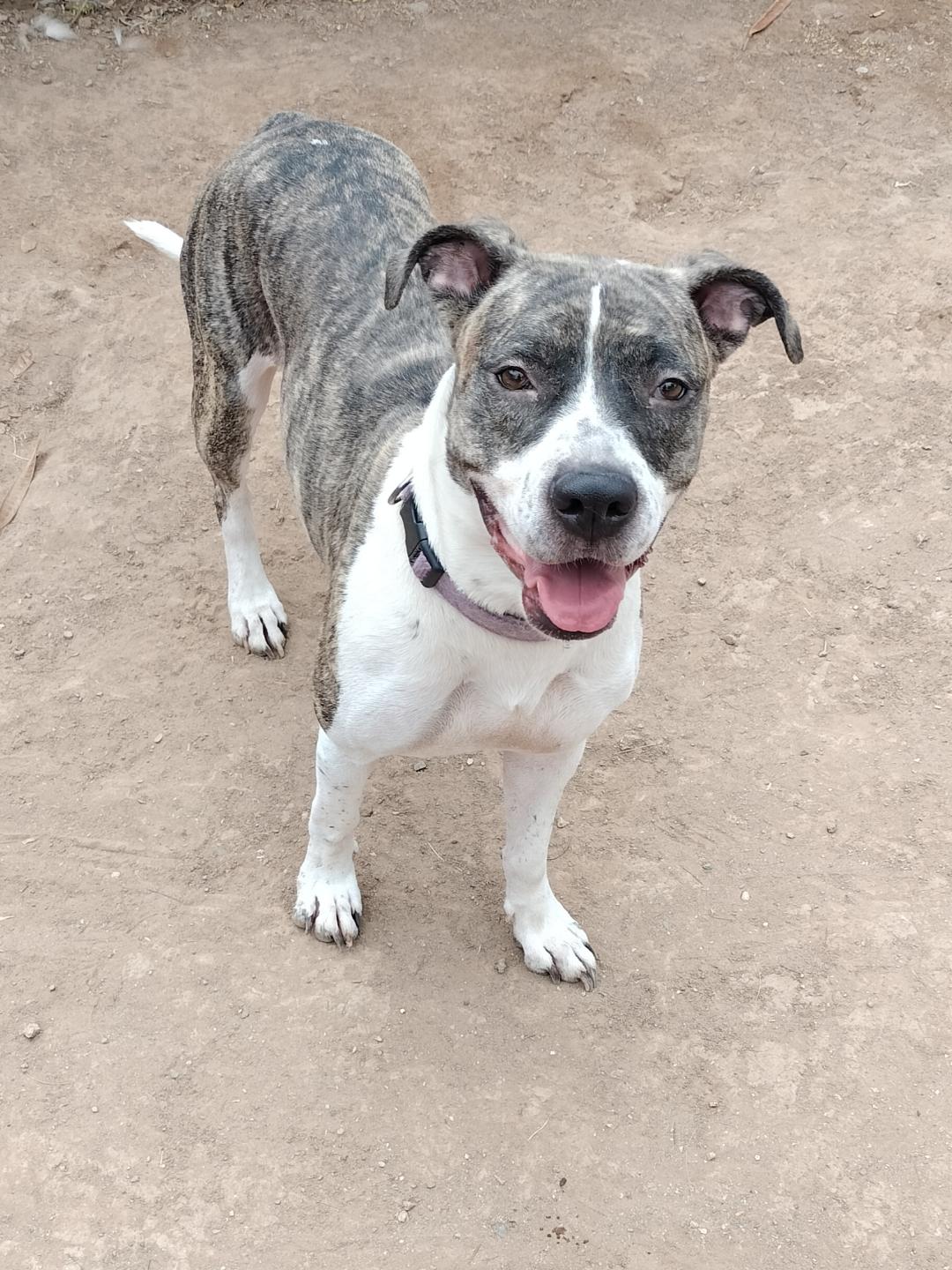 adoptable Dog in Phoenix, AZ named Bella