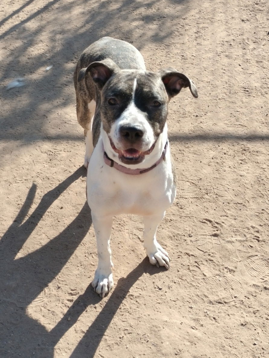 adoptable Dog in Phoenix, AZ named Bella