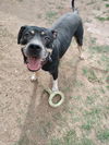 adoptable Dog in Phoenix, AZ named Draco